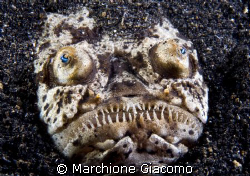 Look the stars. Nikon D200, 60 micro, twin strobo
Lembeh... by Marchione Giacomo 